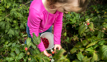 Raspberry Picking in Alaska