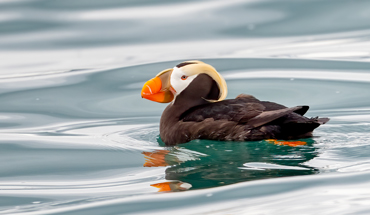 Kachemak Bay Bird Watching - Puffin