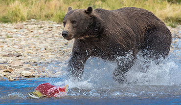 Bear Viewing