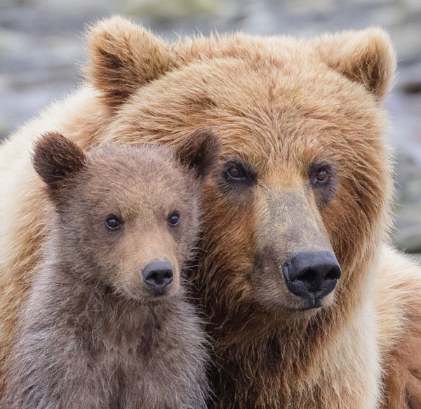 Kachemak Bay Bear Viewing