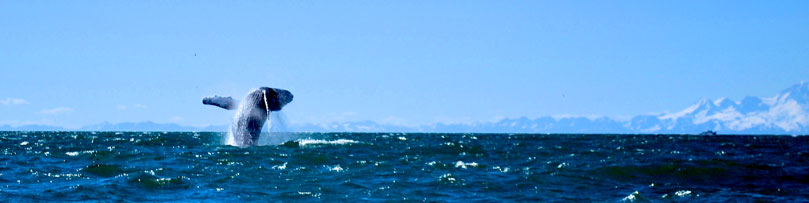 Whale crests in Kachemak Bay Alaska