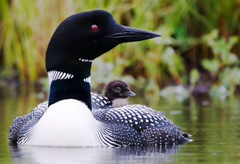 Common Loon